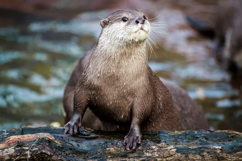 Otter on a Log