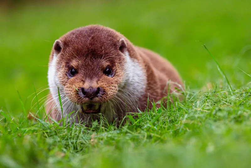 Otter