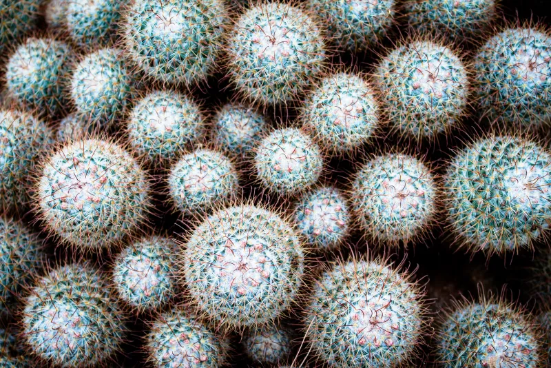 Prickles