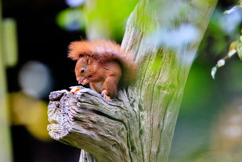 Red Squirrel