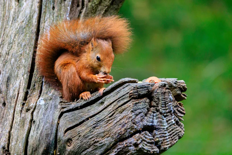 Red Squirrel