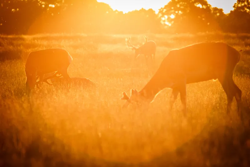 Richmond Park Deer at Sunset