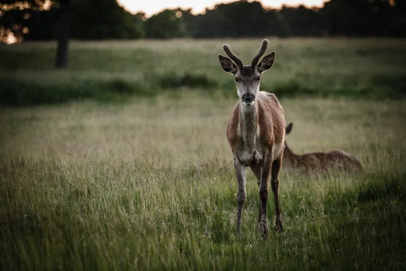 Richmond Park Deer