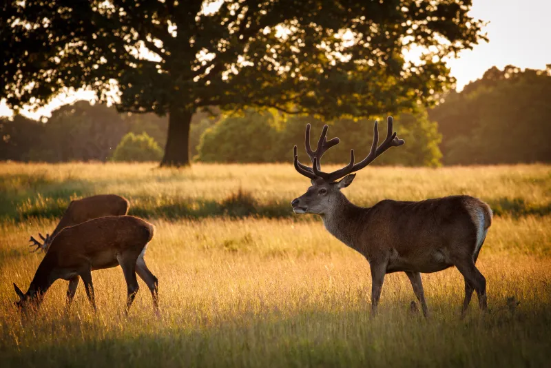 Richmond Park Deer