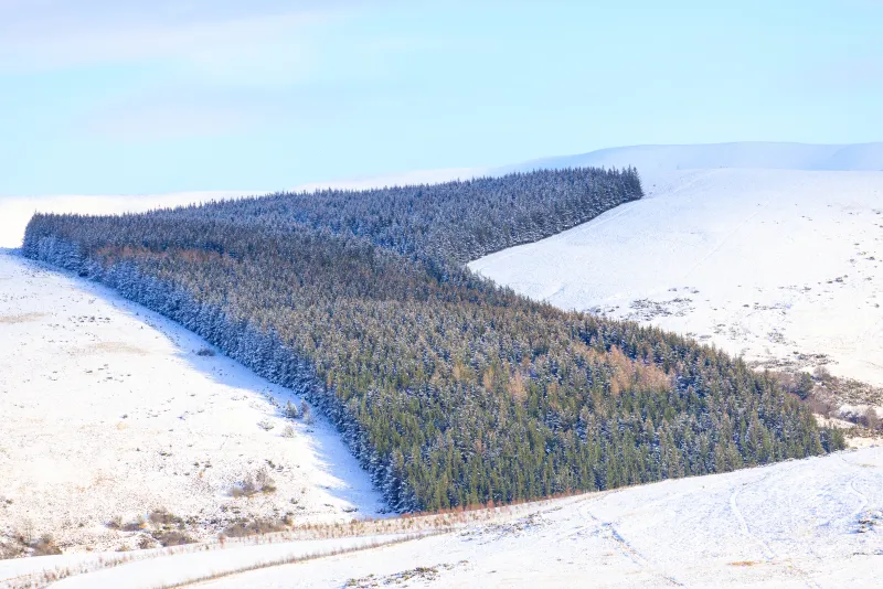 Cairngorms Trees, Scotland