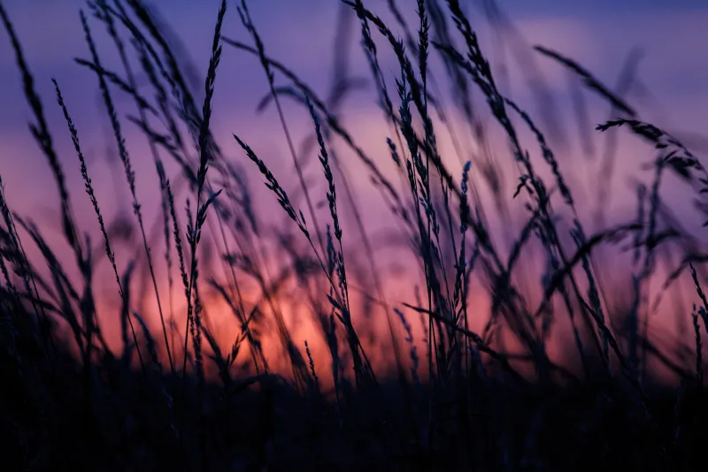 Sunset and Grass