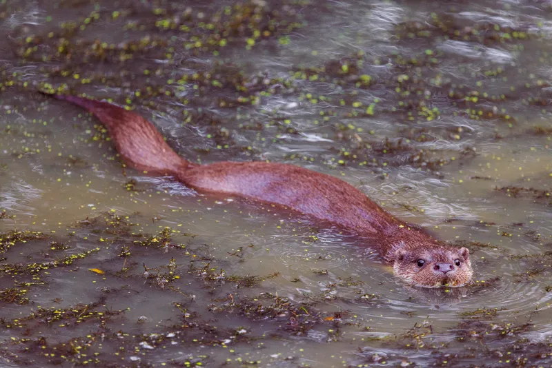 Swimming Otter