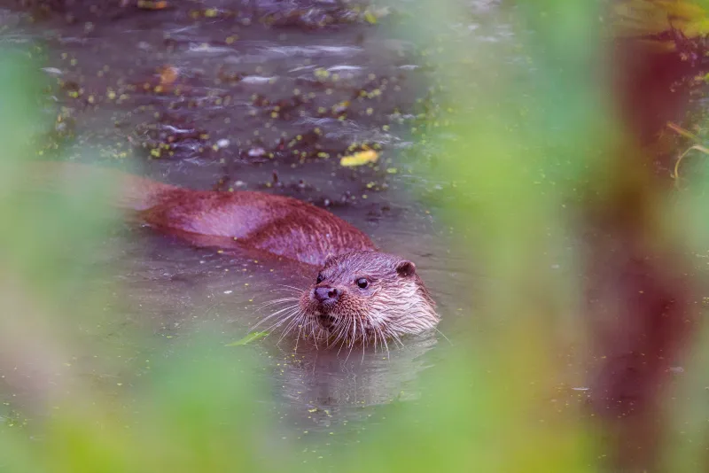 Swimming Otter