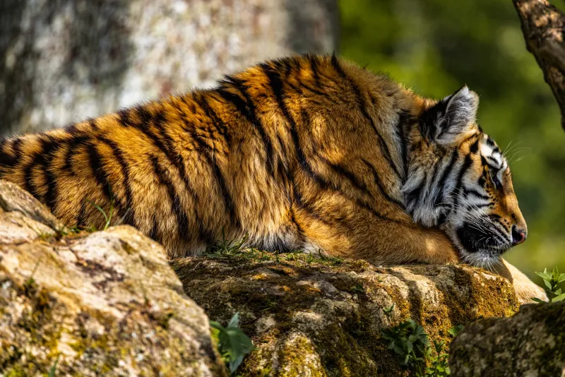 Tiger Sleeping