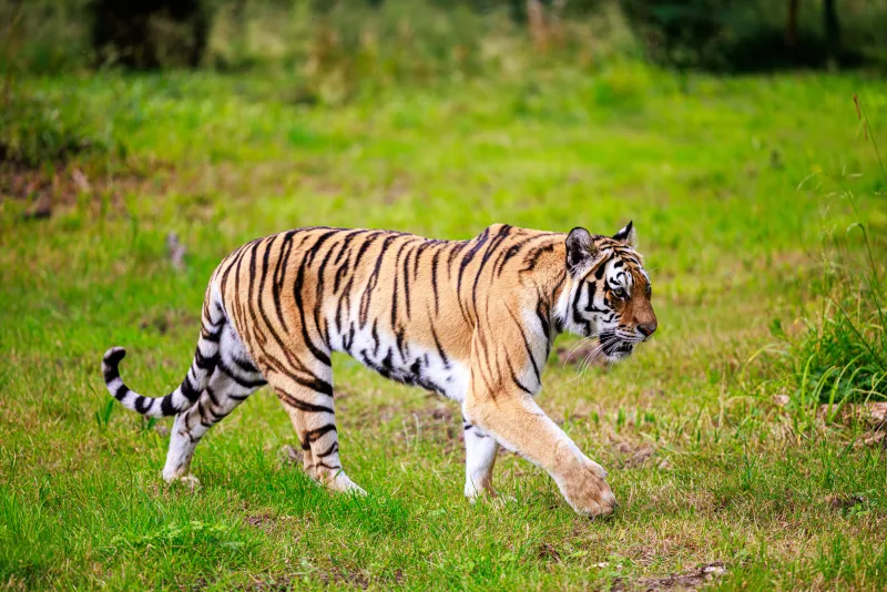 Tiger Walking