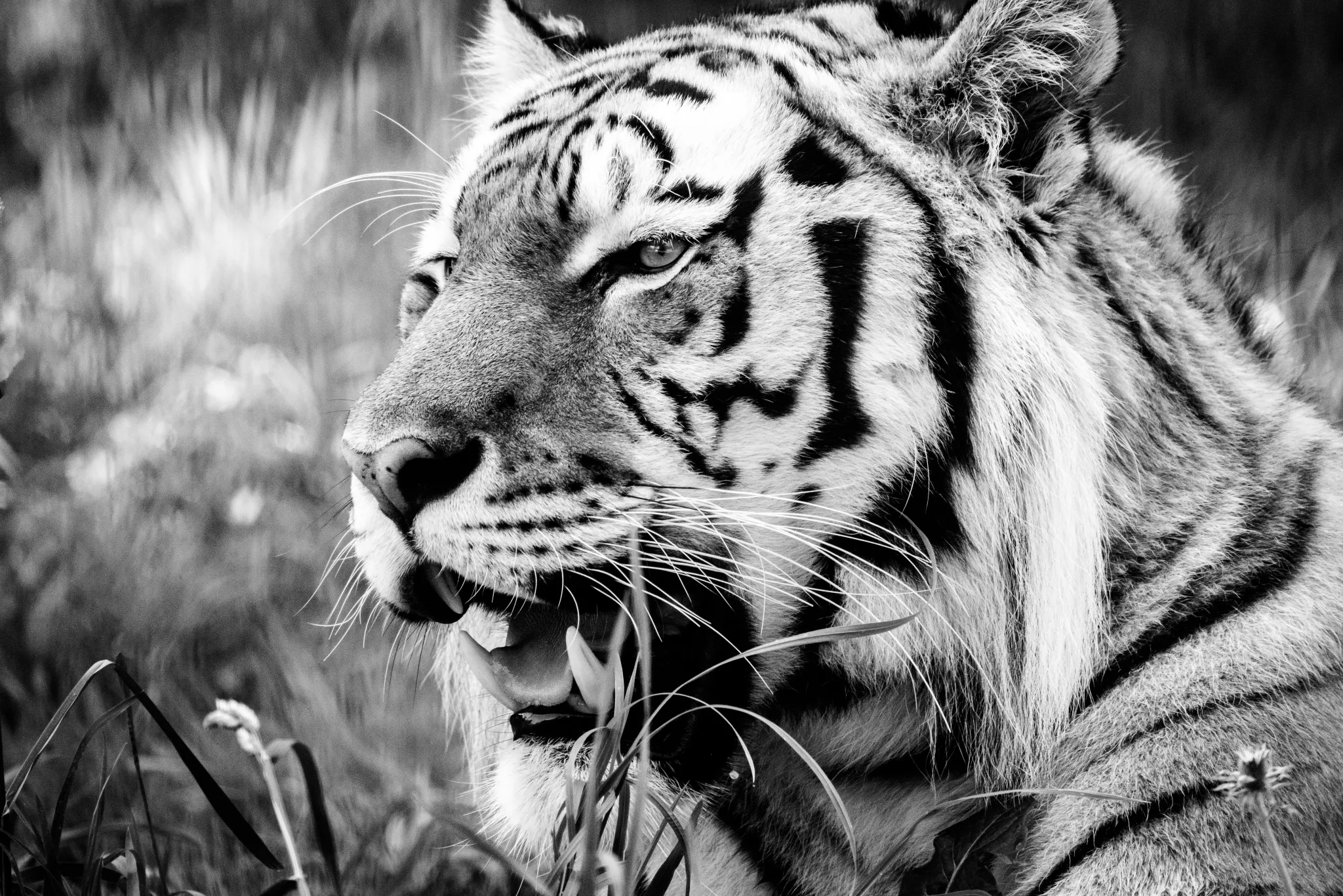 Tiger - Black and White large