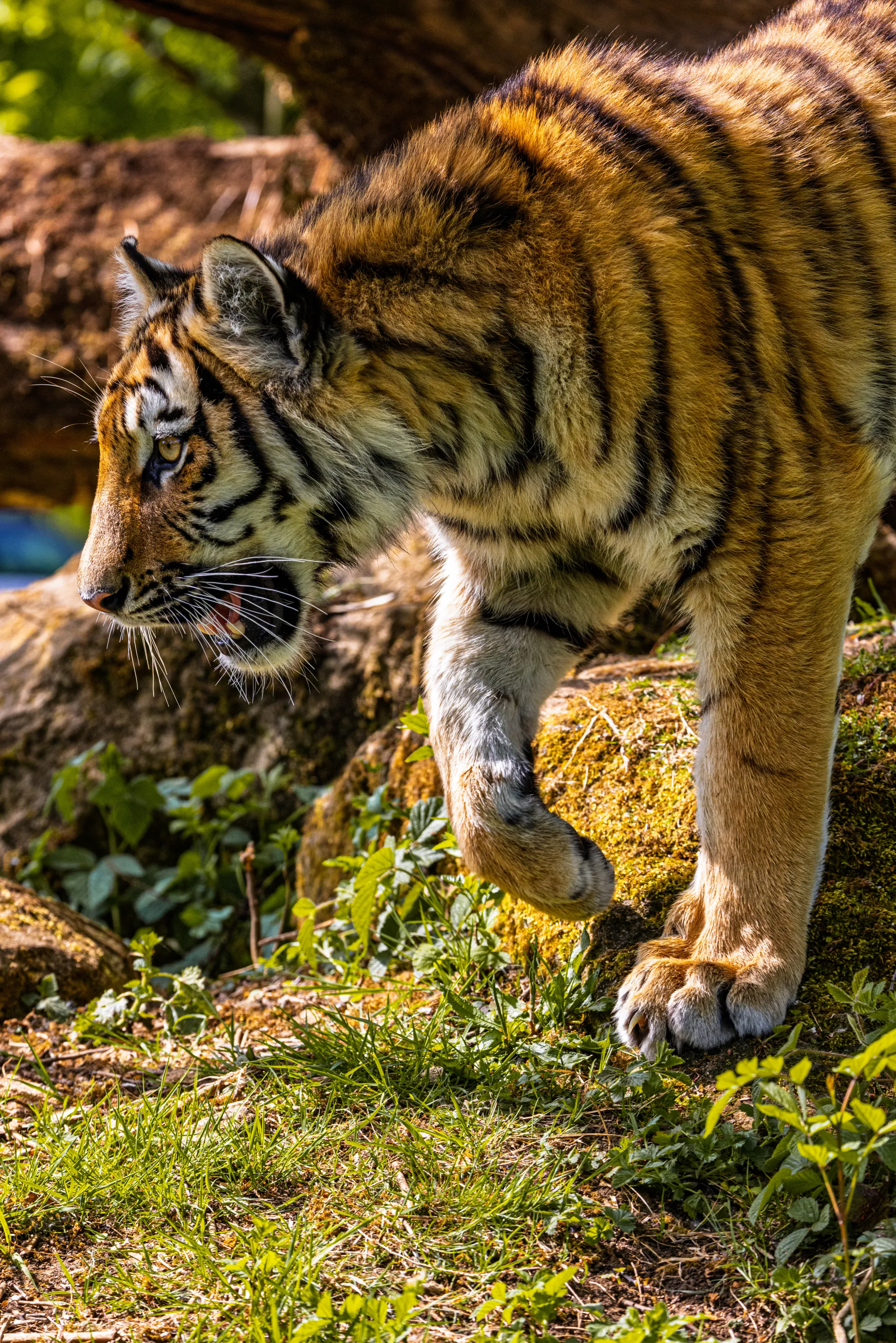 Tiger Prowling large