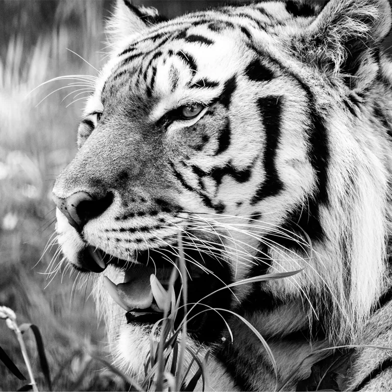 Big Cats at Longleat 2022