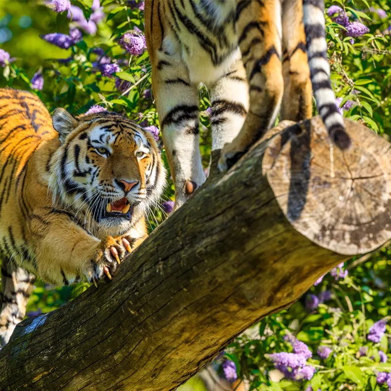 Big Cats at Longleat