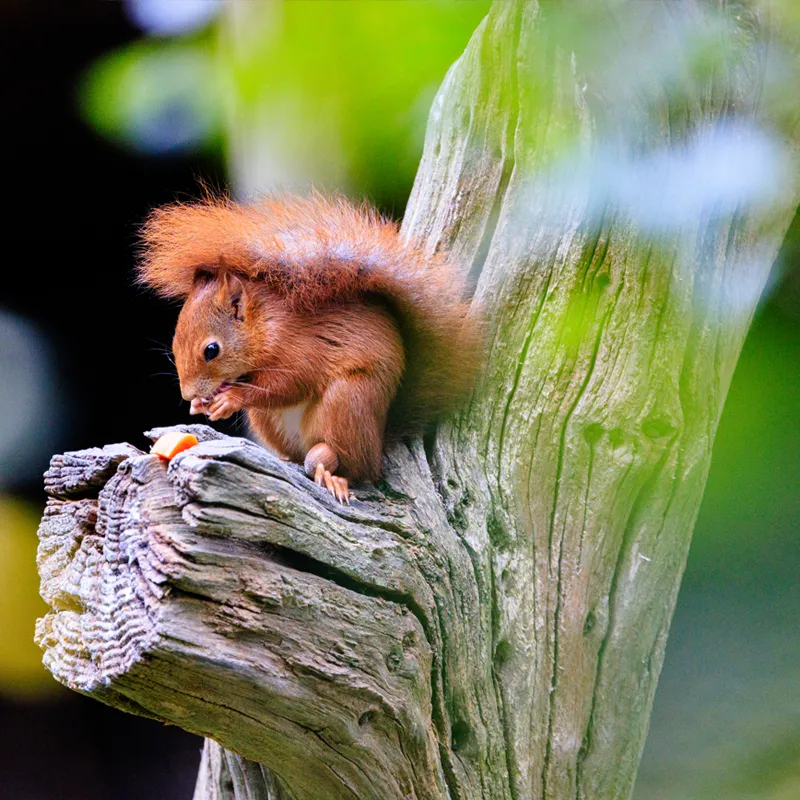 British Wildlife Centre Photography Day