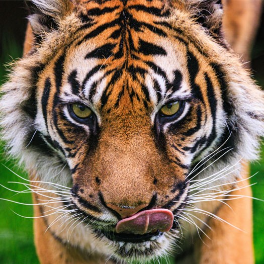 The Big Cat Sanctuary Photography Experience