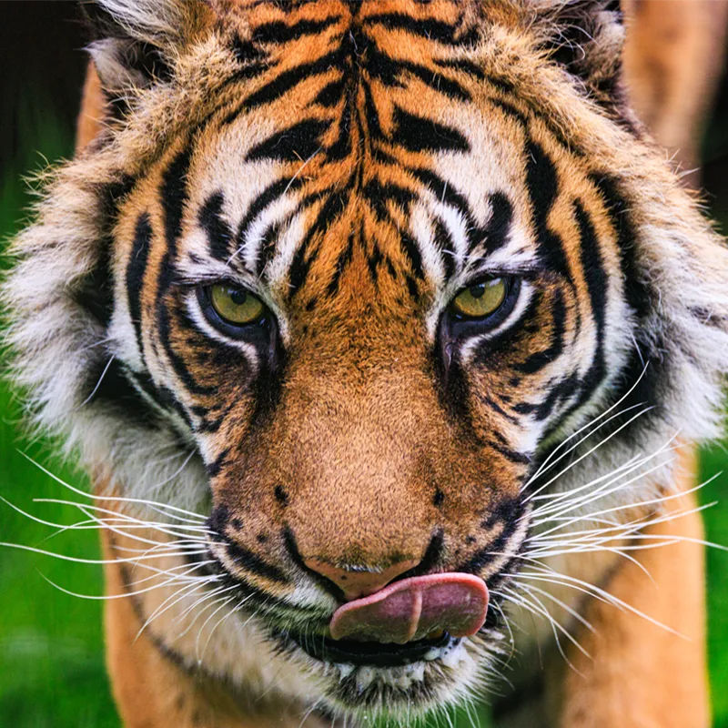 The Big Cat Sanctuary Photography Experience