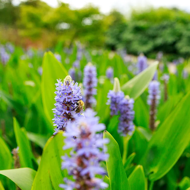 Bees at Wisley Gardens